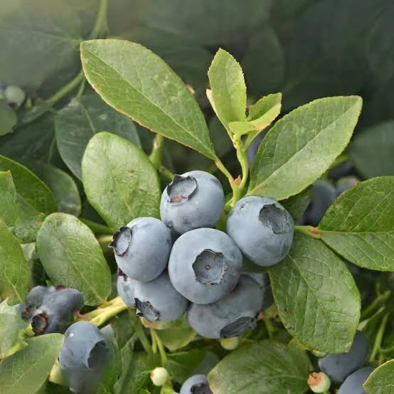 Nutrient-dense bilberry extract containing anthocyanins to support a botanical-rich daily wellness routine and provide premium antioxidant properties.